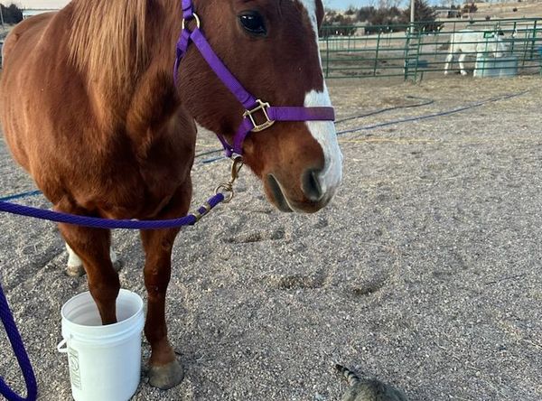 Hooves of Hope Animal Rescue and Rehabilitation