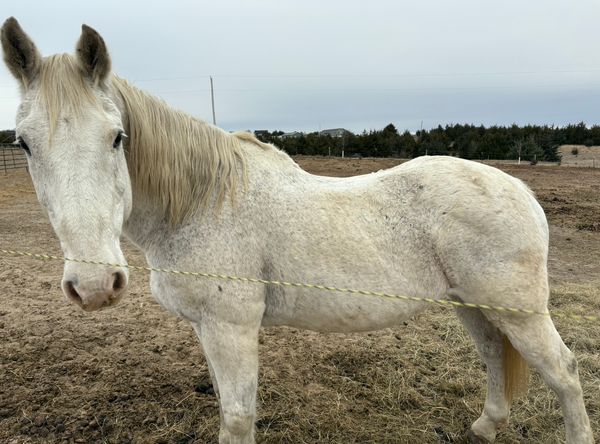 Hooves of Hope Animal Rescue and Rehabilitation