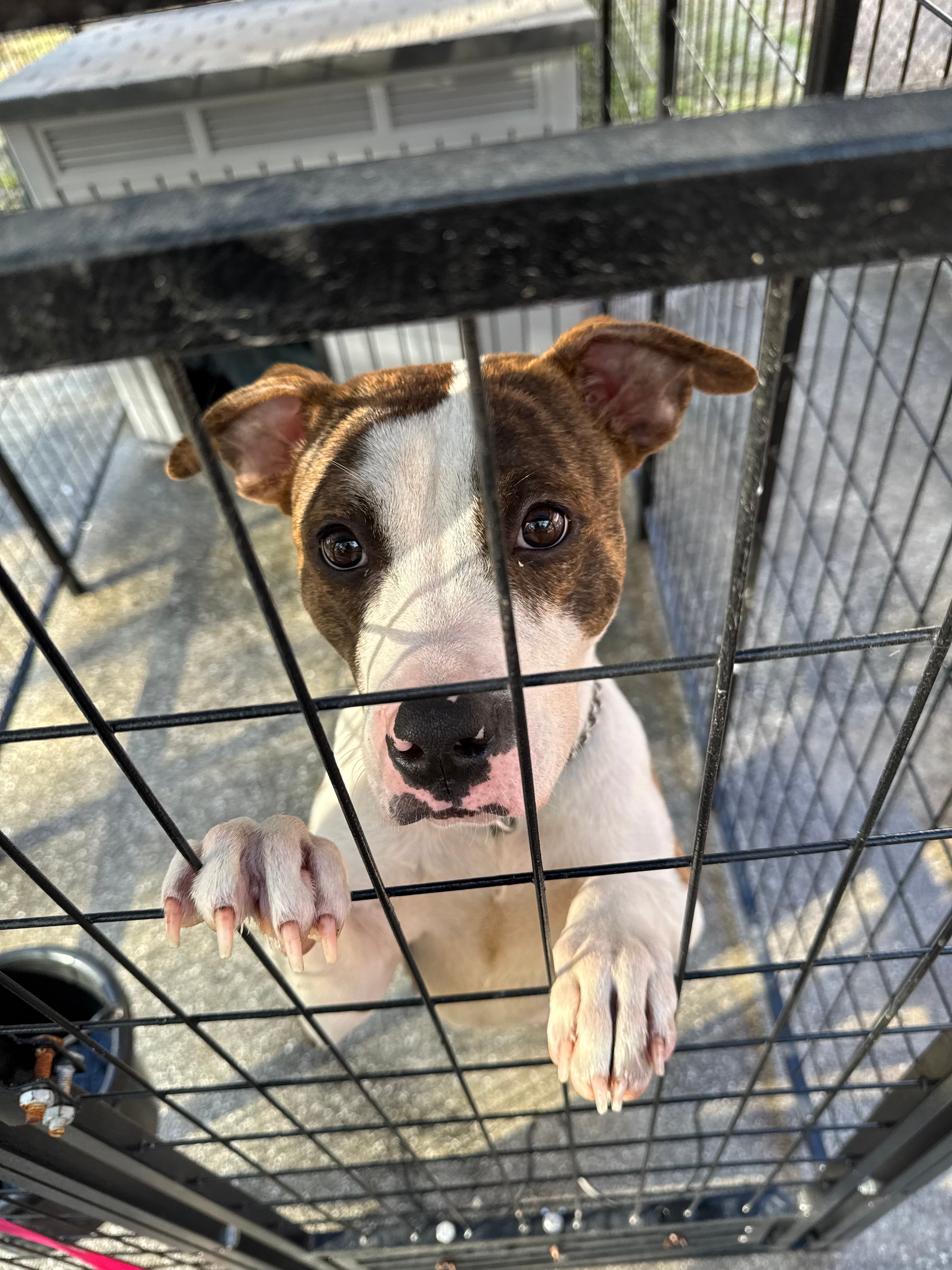 unconditionalloveforstrays Inc.