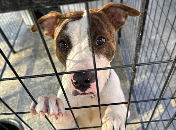 unconditionalloveforstrays Inc.