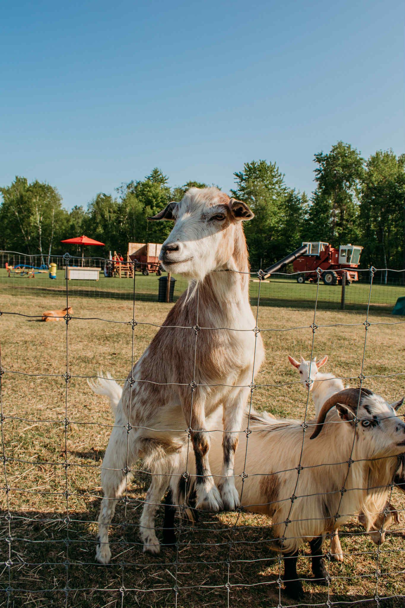 Green's Deer Ranch Zoo and Tours