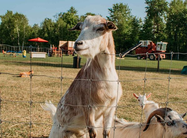 Green's Deer Ranch Zoo and Tours