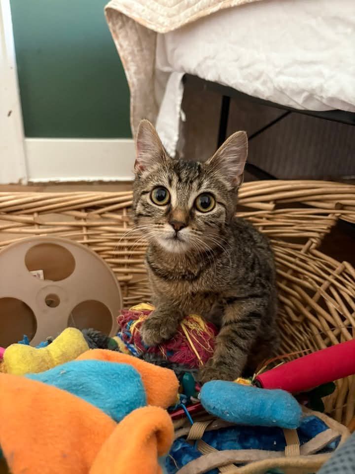 Johnstown Animal Welfare Society