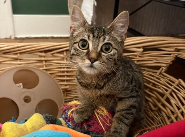 Johnstown Animal Welfare Society