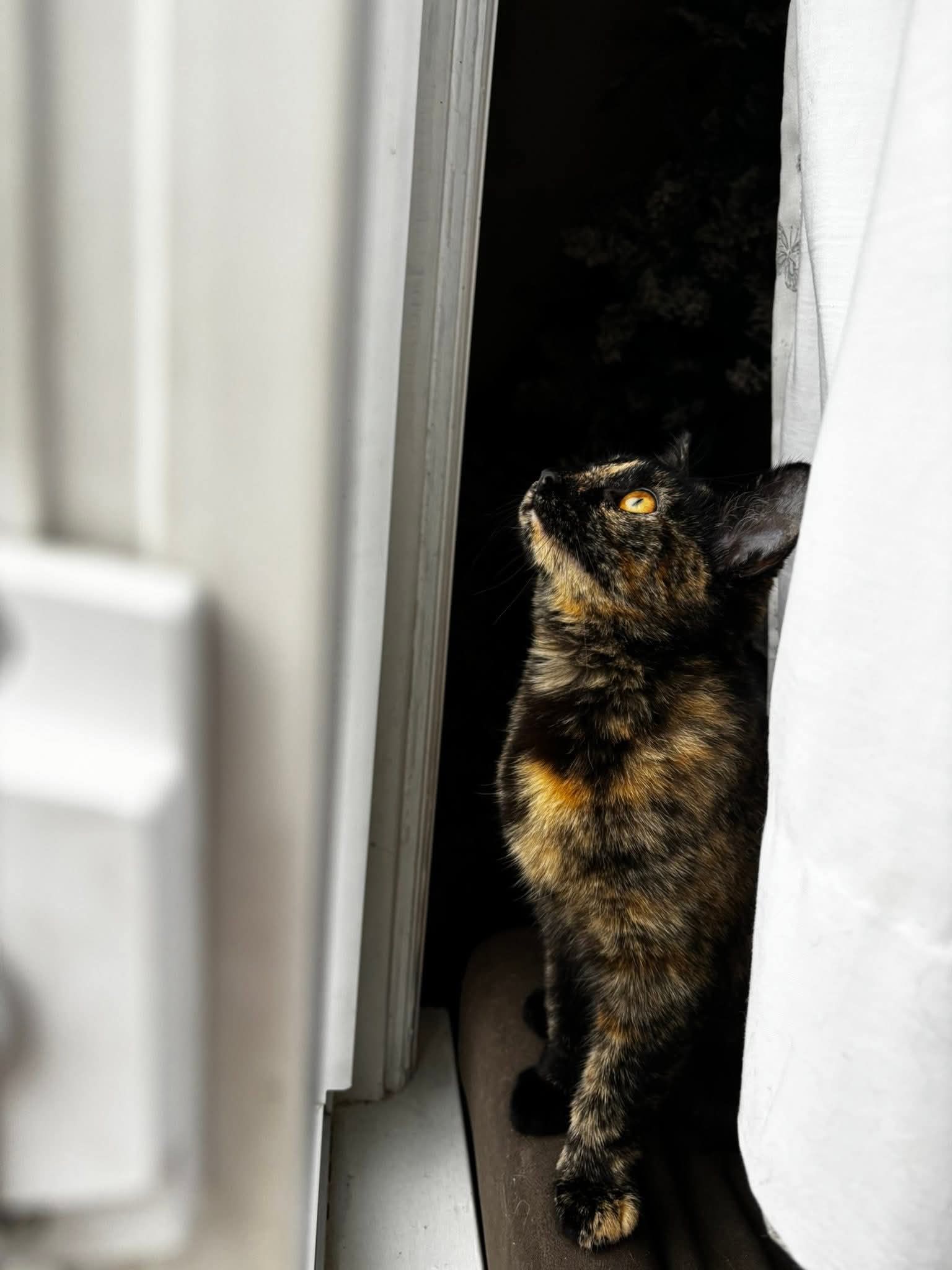 Johnstown Animal Welfare Society