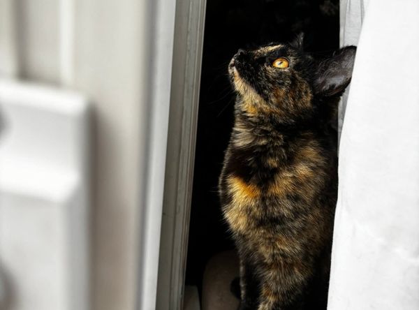 Johnstown Animal Welfare Society