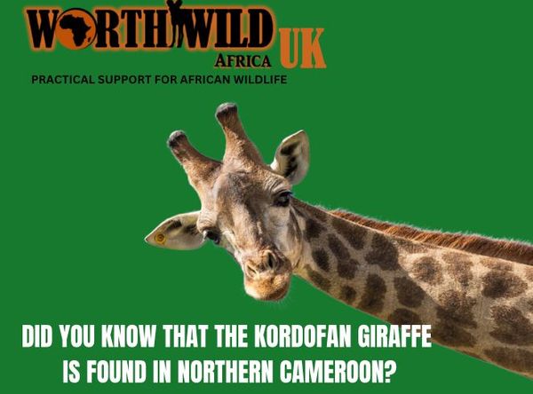 Worth Wild Africa UK