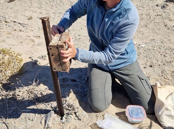 Worth Wild Africa UK