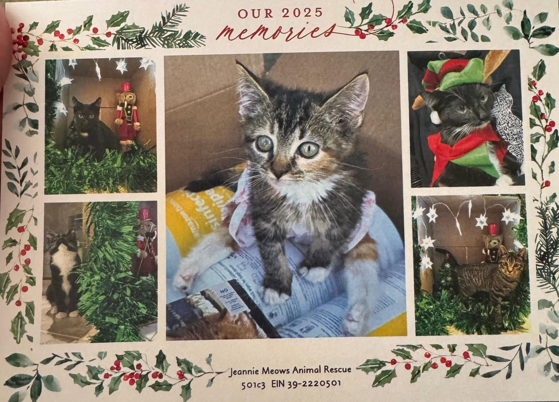 Jeannie Meows Animal Rescue