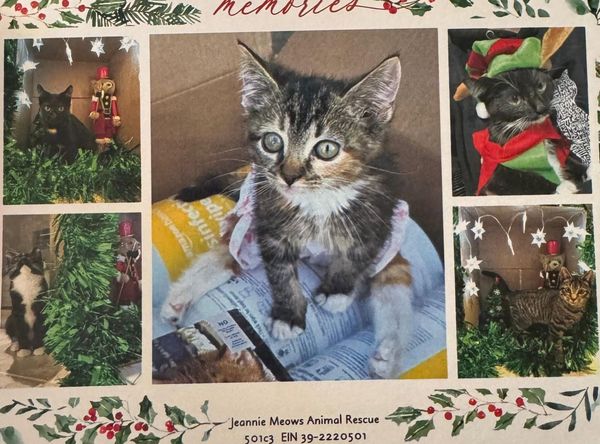 Jeannie Meows Animal Rescue