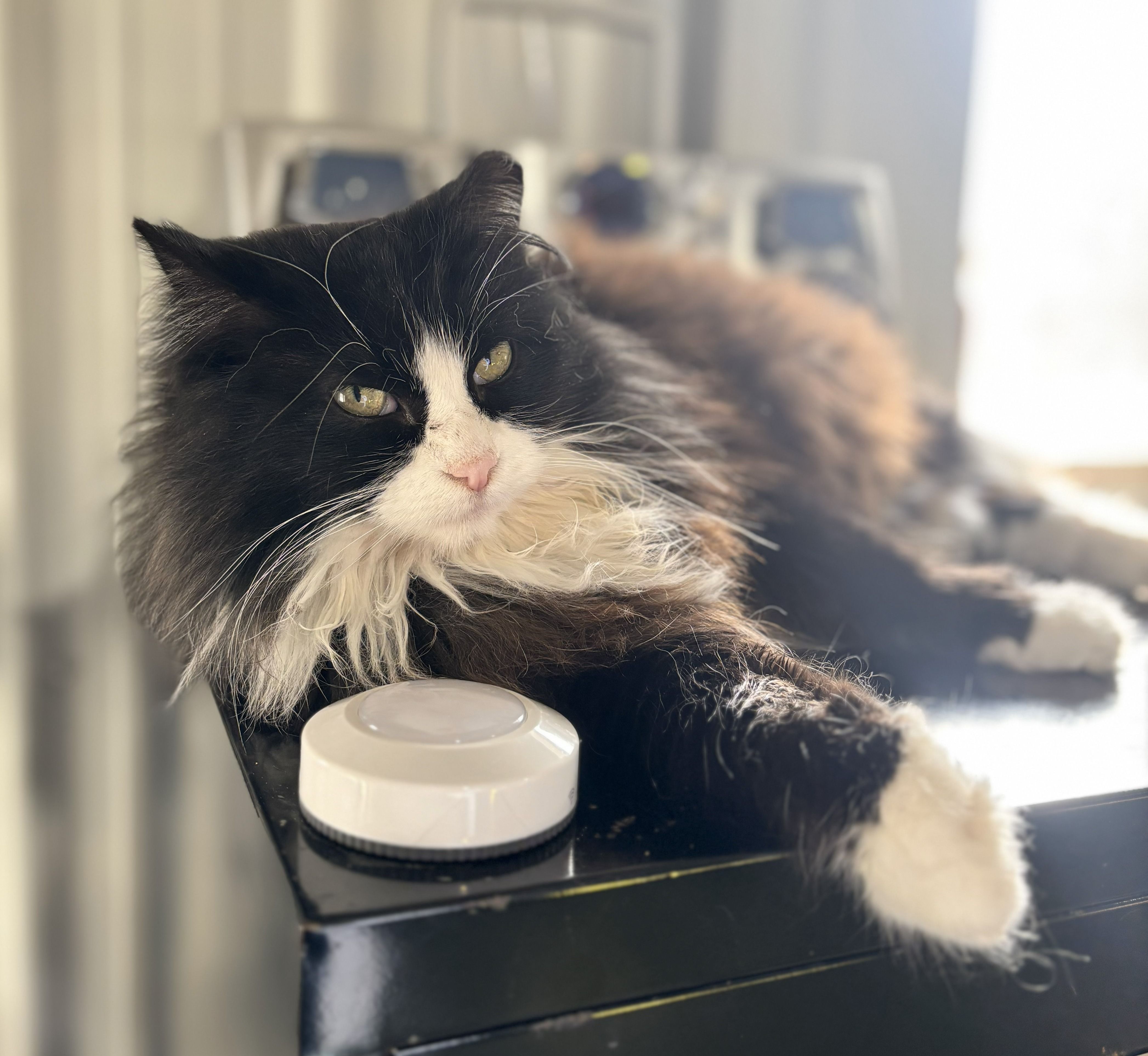 Tailspin Cat Sanctuary