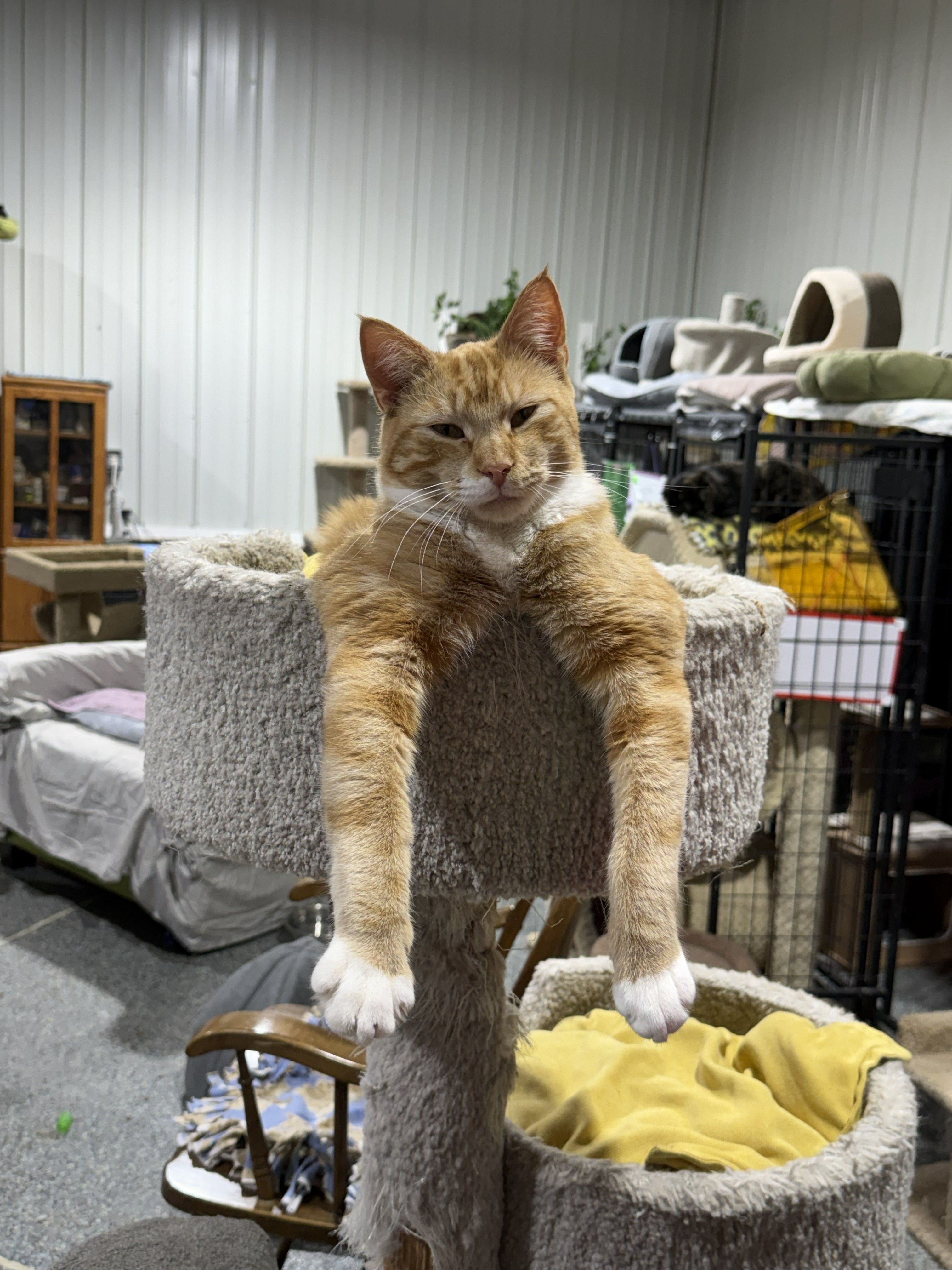 Tailspin Cat Sanctuary