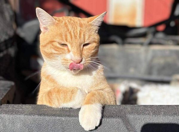 Tailspin Cat Sanctuary