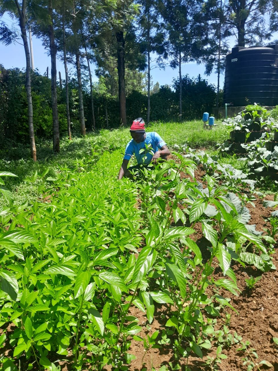 Farmers Alliance for Restoration
