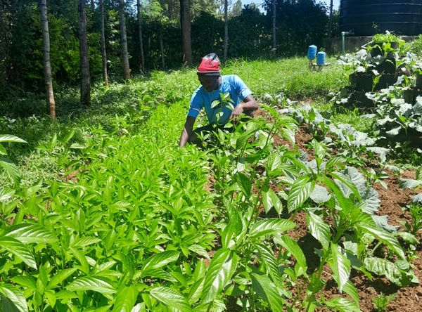 Farmers Alliance for Restoration