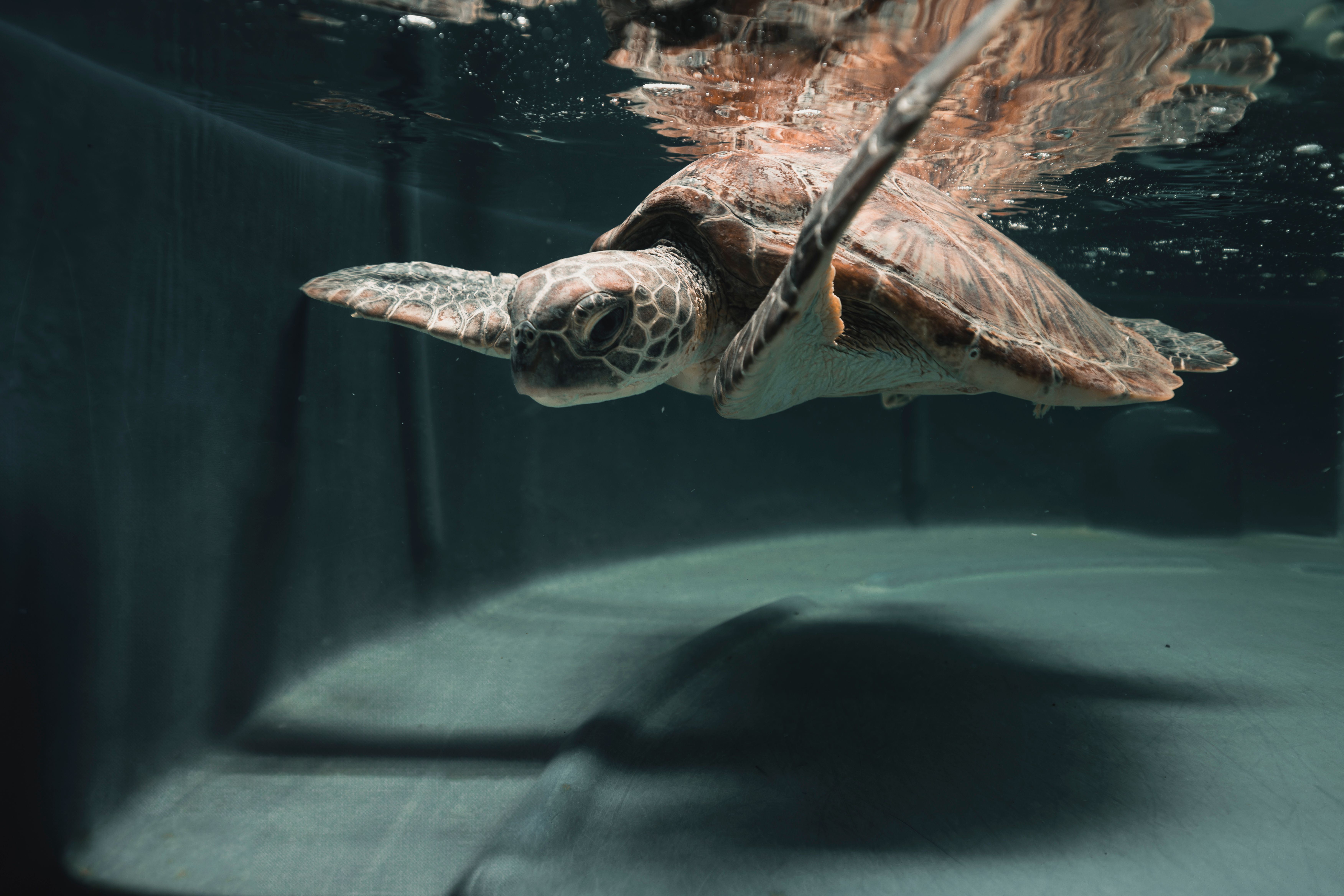 Eco Barge Clean Seas Inc.