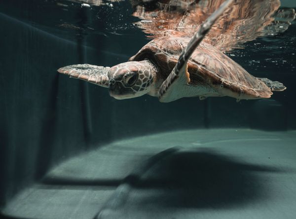 Eco Barge Clean Seas Inc.