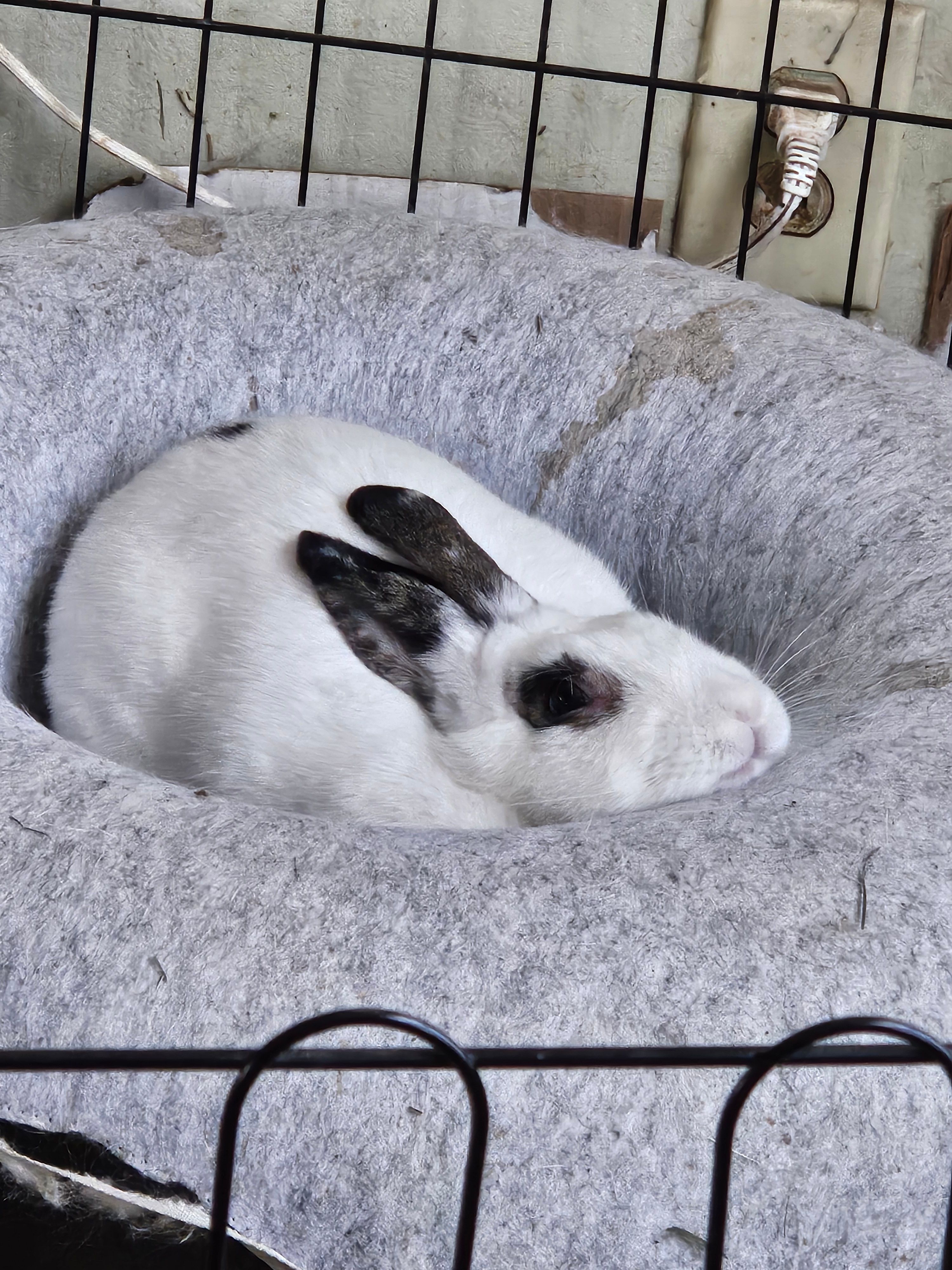 JJs (Janice & Jenny's) Rabbit House