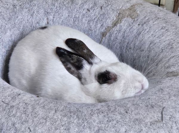 JJs (Janice & Jenny's) Rabbit House