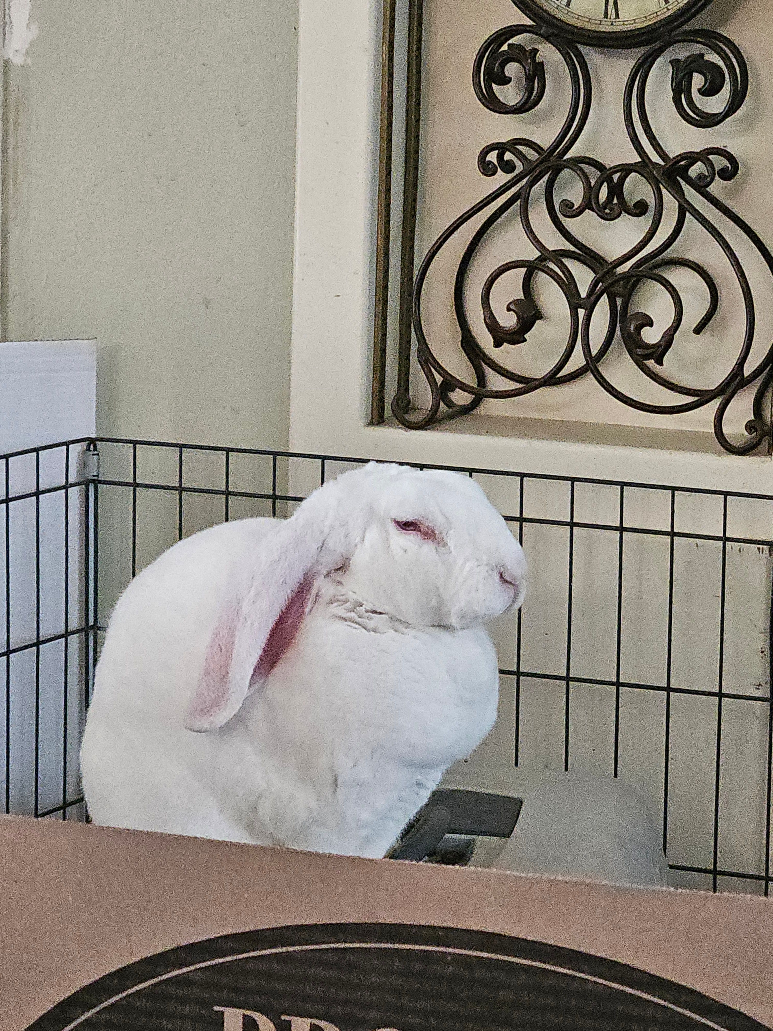 JJs (Janice & Jenny's) Rabbit House