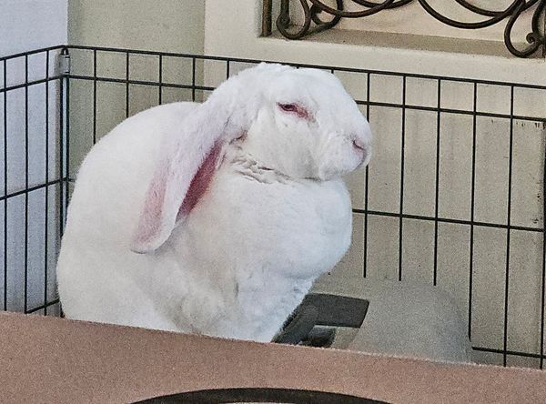 JJs (Janice & Jenny's) Rabbit House