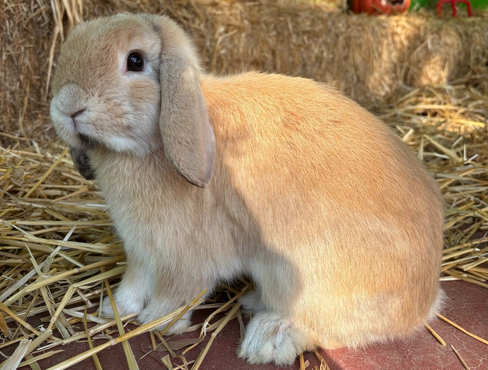 JJs (Janice & Jenny's) Rabbit House