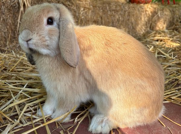 JJs (Janice & Jenny's) Rabbit House