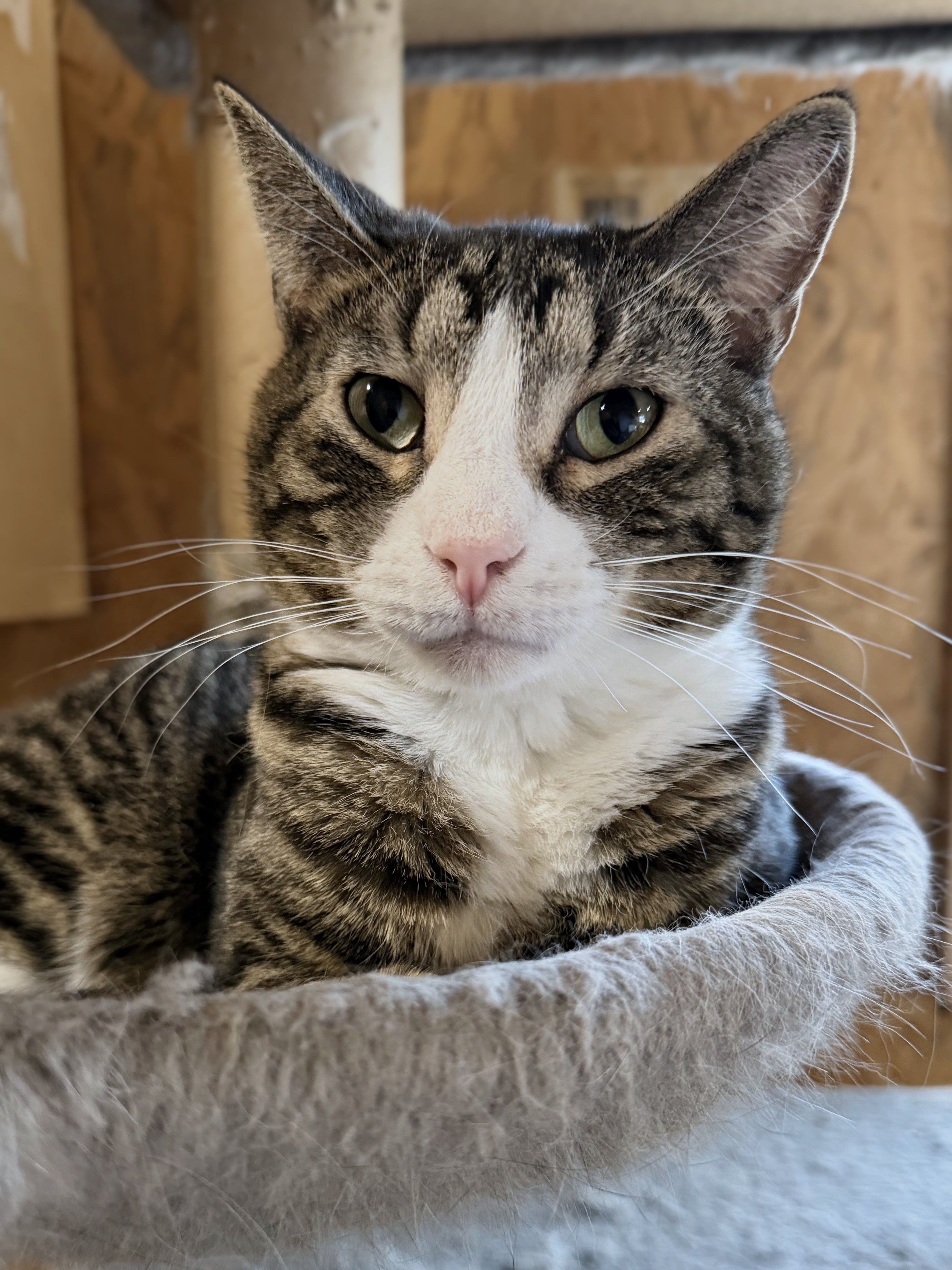 Country Sunsets & Kitties Sanctuary Inc