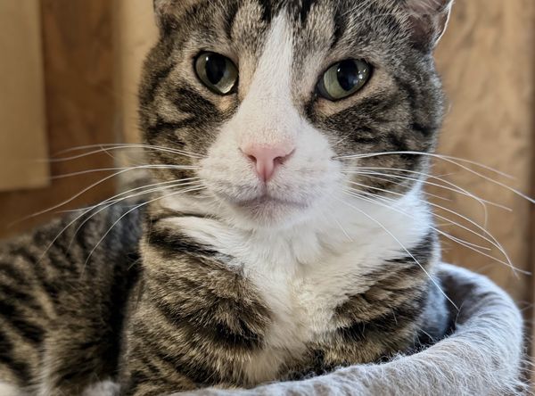 Country Sunsets & Kitties Sanctuary Inc