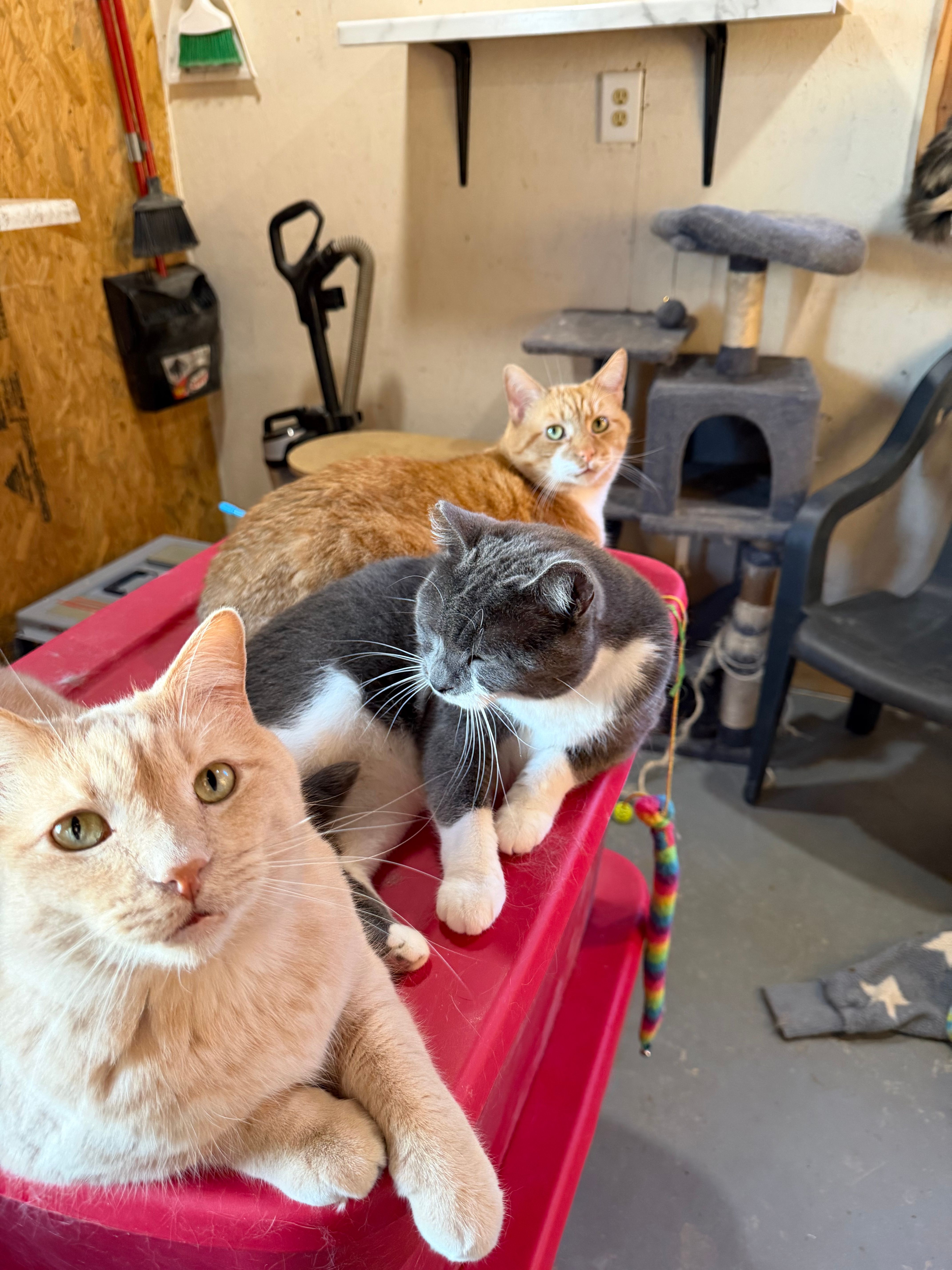 Country Sunsets & Kitties Sanctuary Inc