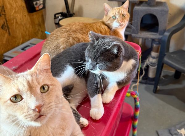 Country Sunsets & Kitties Sanctuary Inc