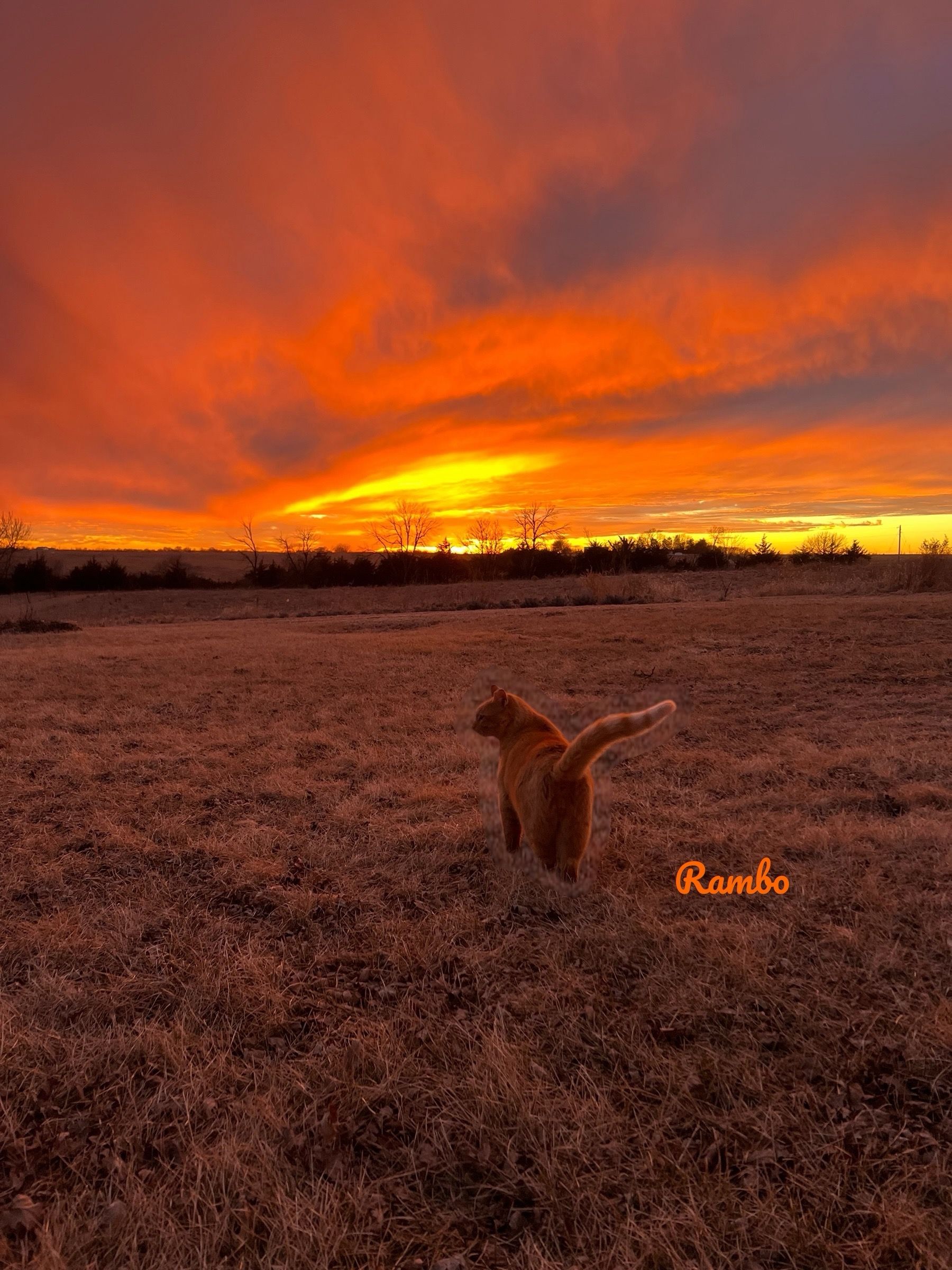 Country Sunsets & Kitties Sanctuary Inc