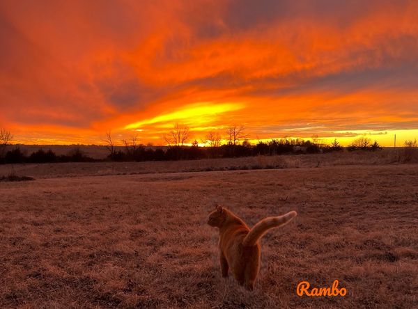 Country Sunsets & Kitties Sanctuary Inc