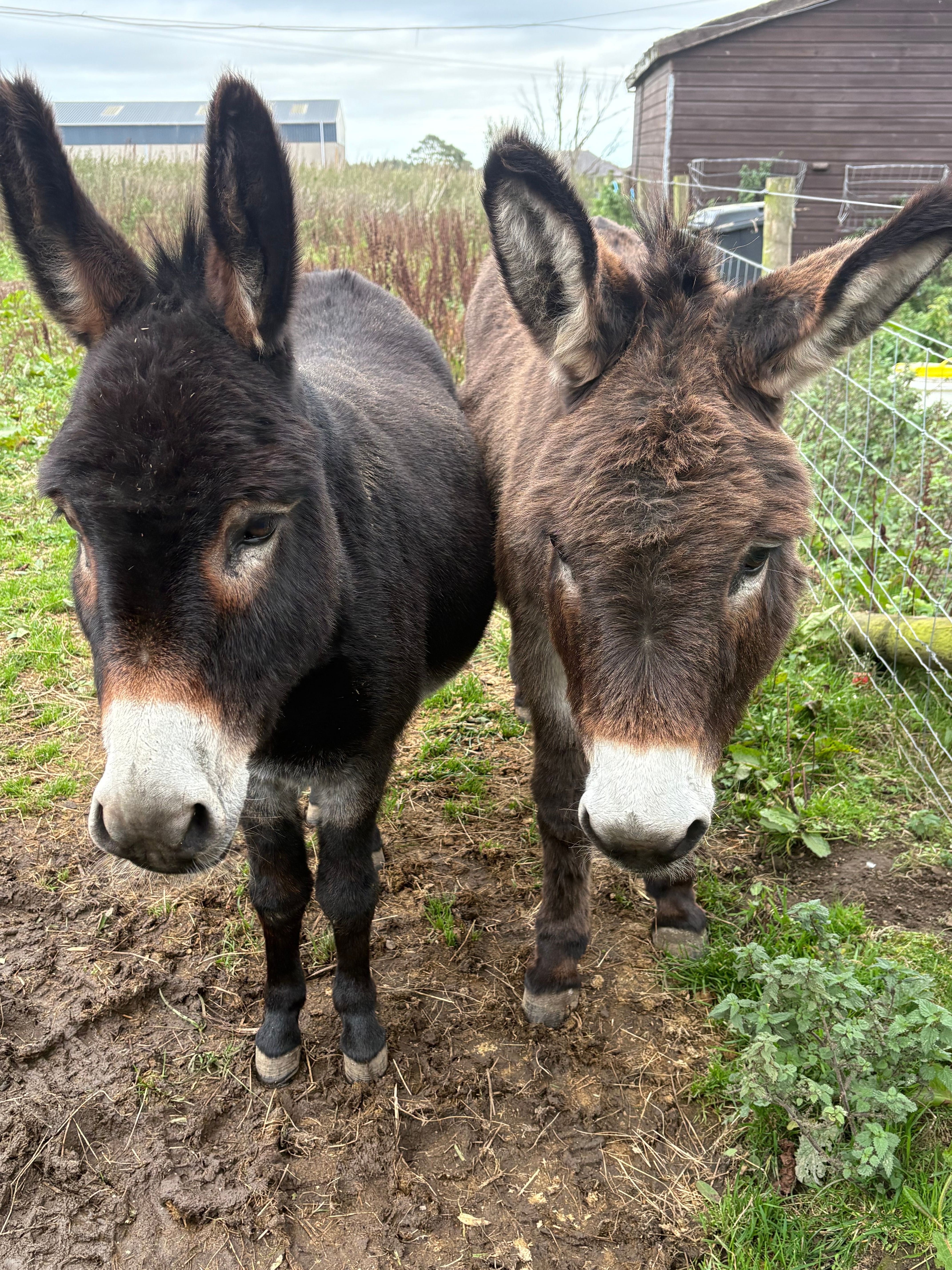 Halfpenny farm animal sanctuary