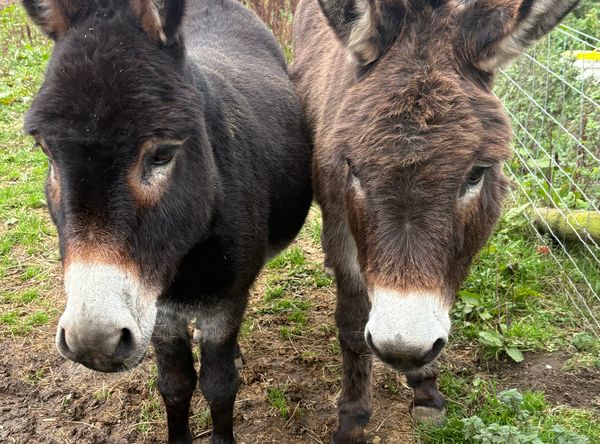 Halfpenny farm animal sanctuary
