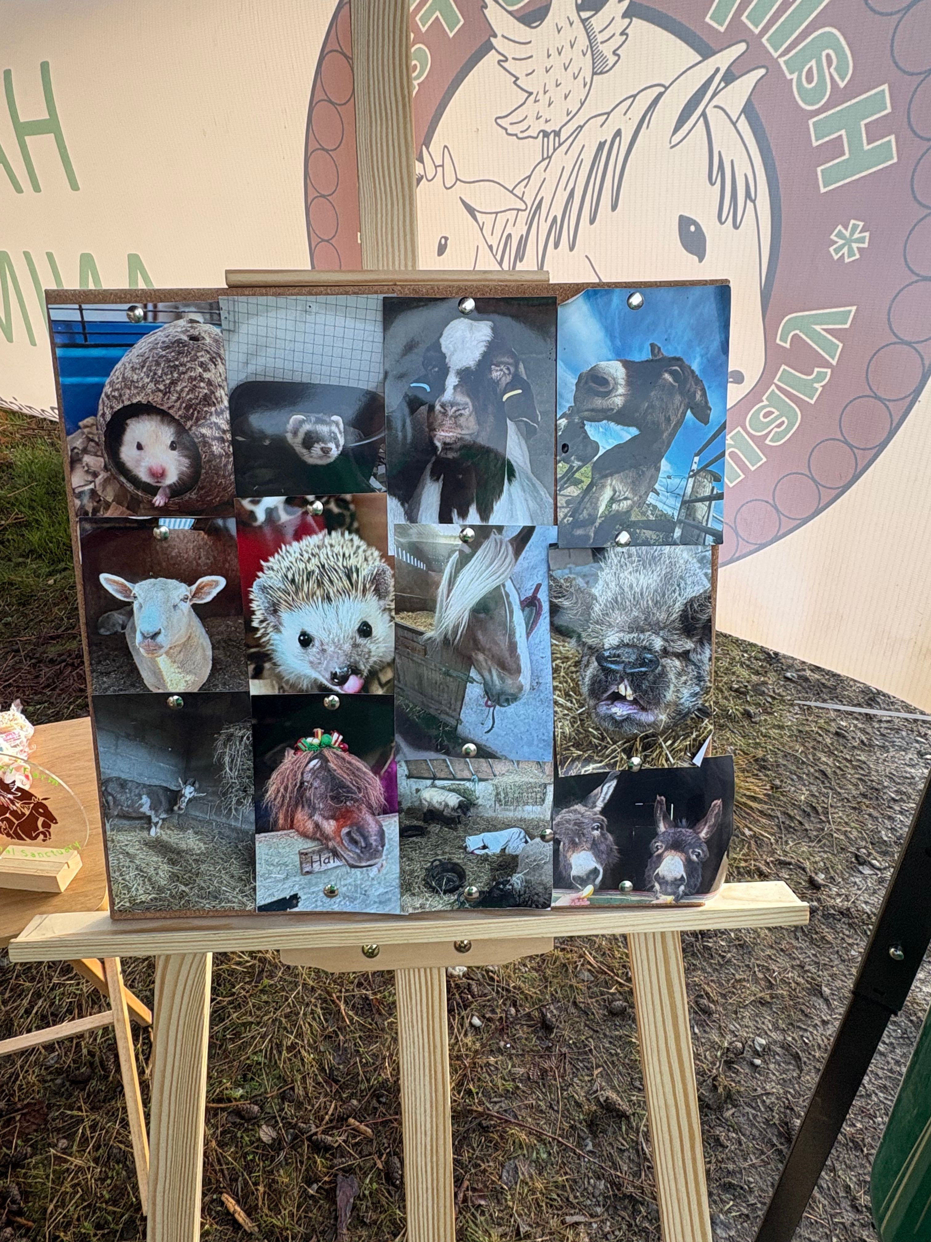 Halfpenny farm animal sanctuary