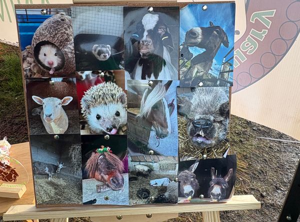 Halfpenny farm animal sanctuary