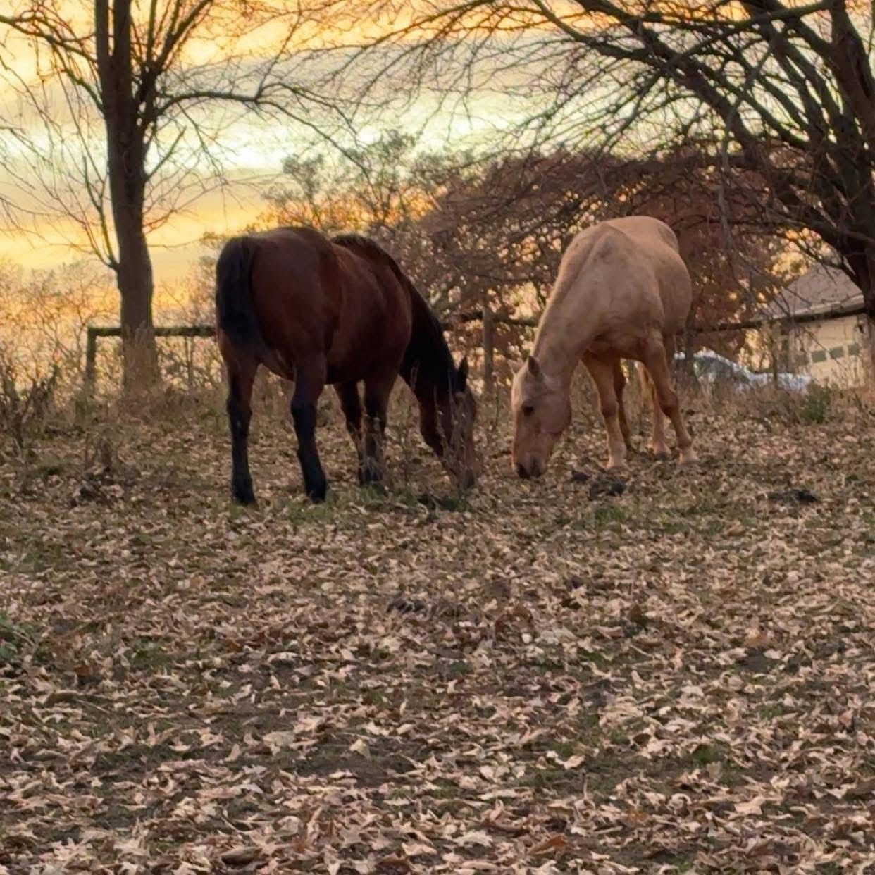 Lovitts Horse Rescue