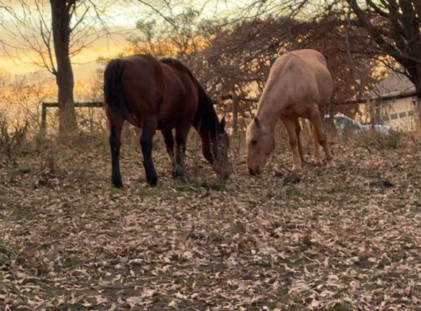 Lovitts Horse Rescue