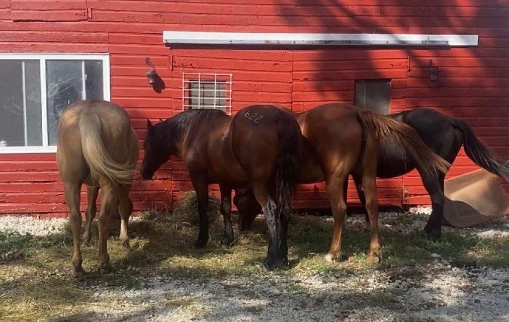 Lovitts Horse Rescue