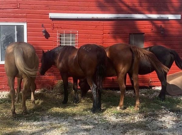 Lovitts Horse Rescue