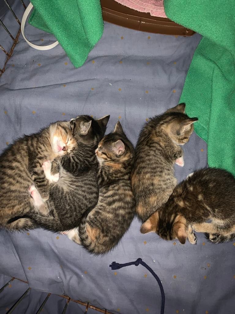 Gold River Cat Society