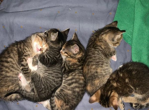 Gold River Cat Society