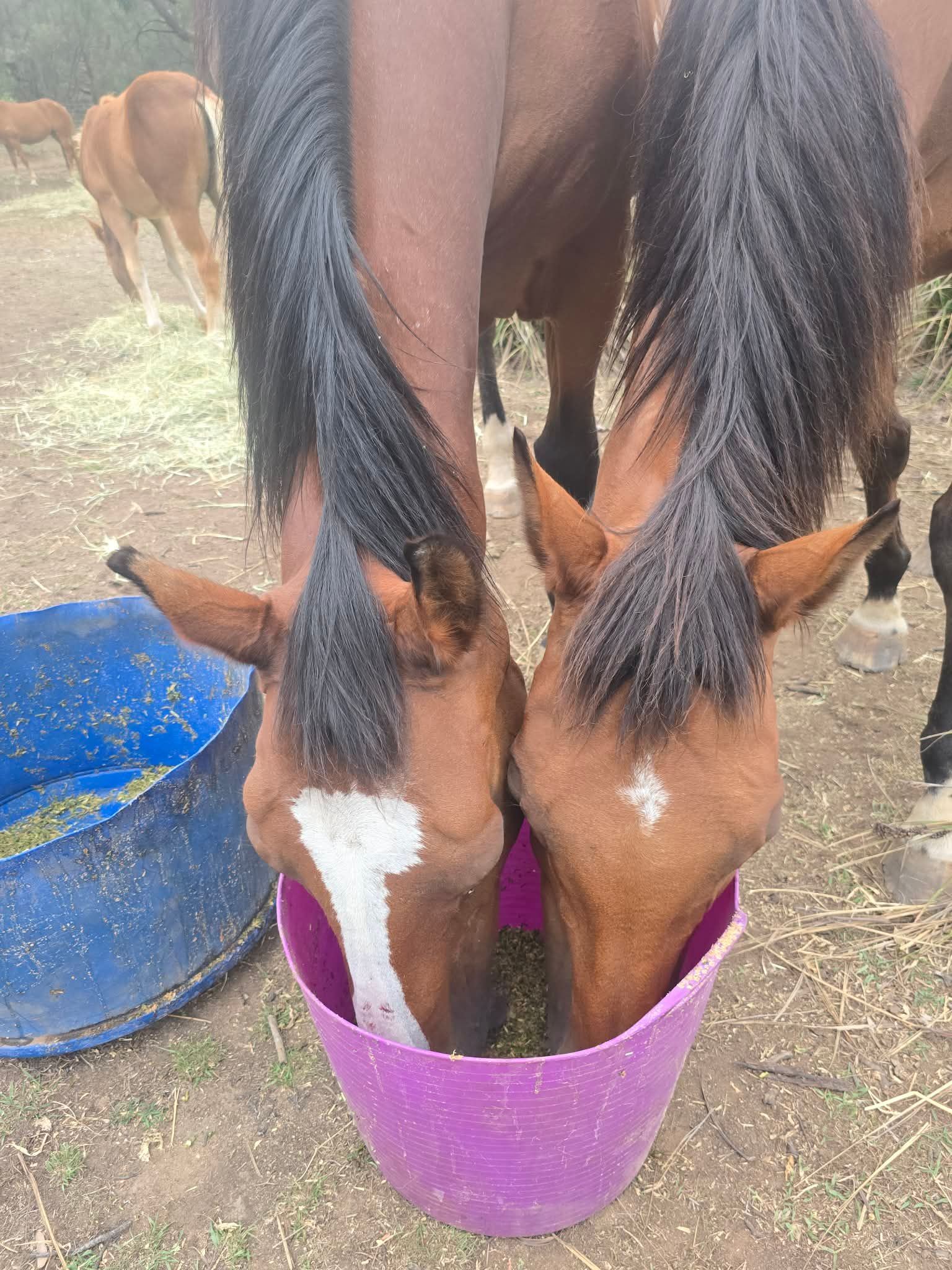 Herd On The Ridge Inc