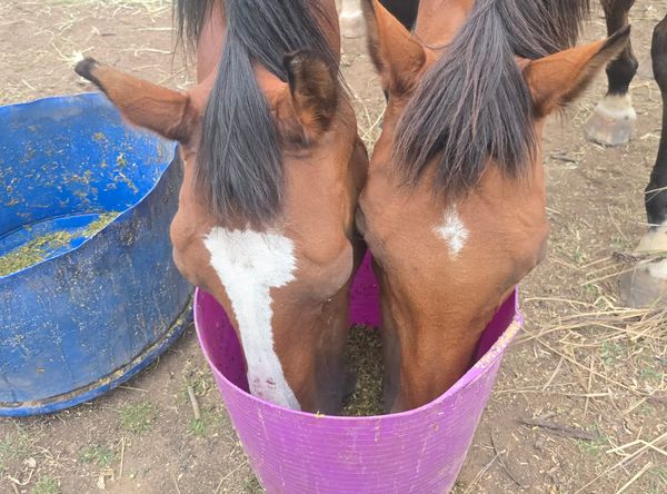 Herd On The Ridge Inc