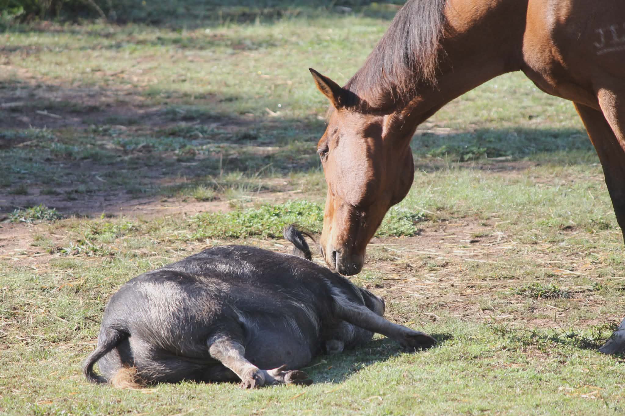 Herd On The Ridge Inc