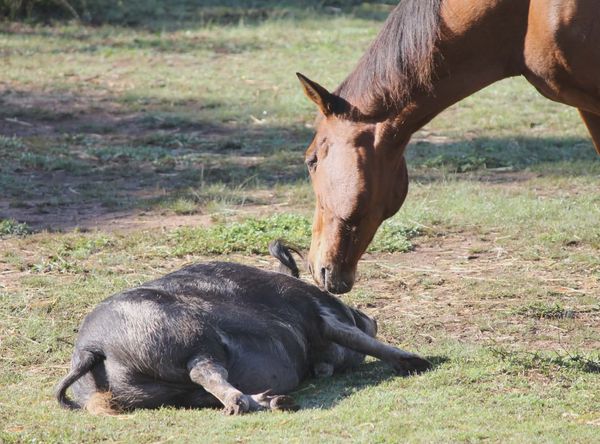 Herd On The Ridge Inc