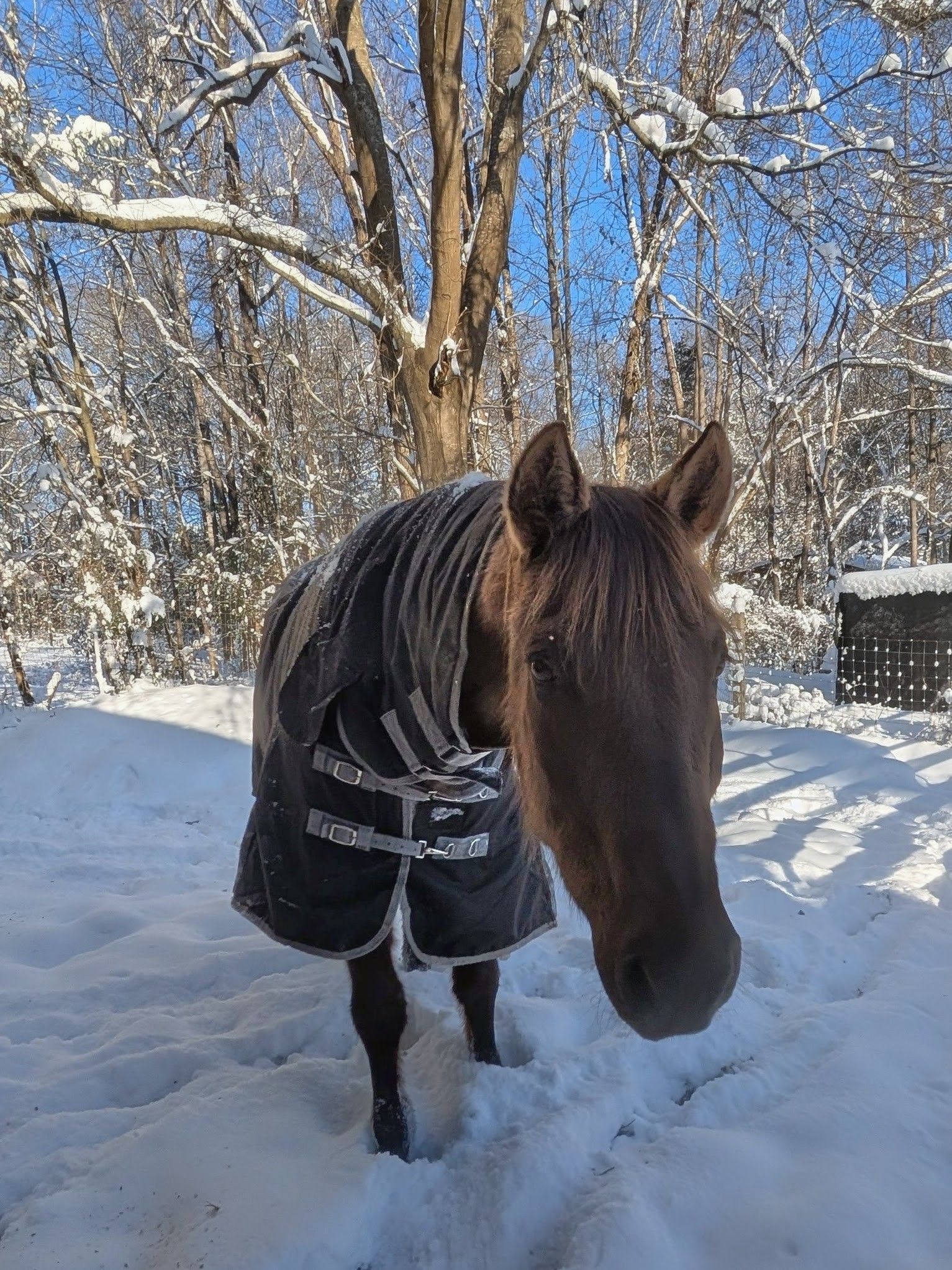 Marsh Tacky, SC State Heritage Horse Retirement Center