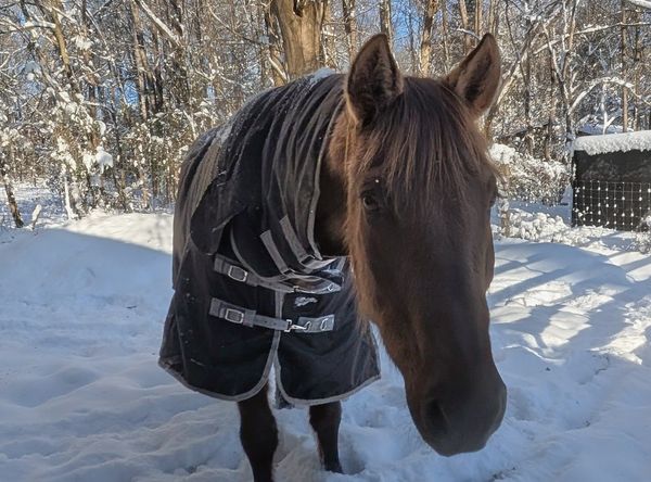 Marsh Tacky, SC State Heritage Horse Retirement Center