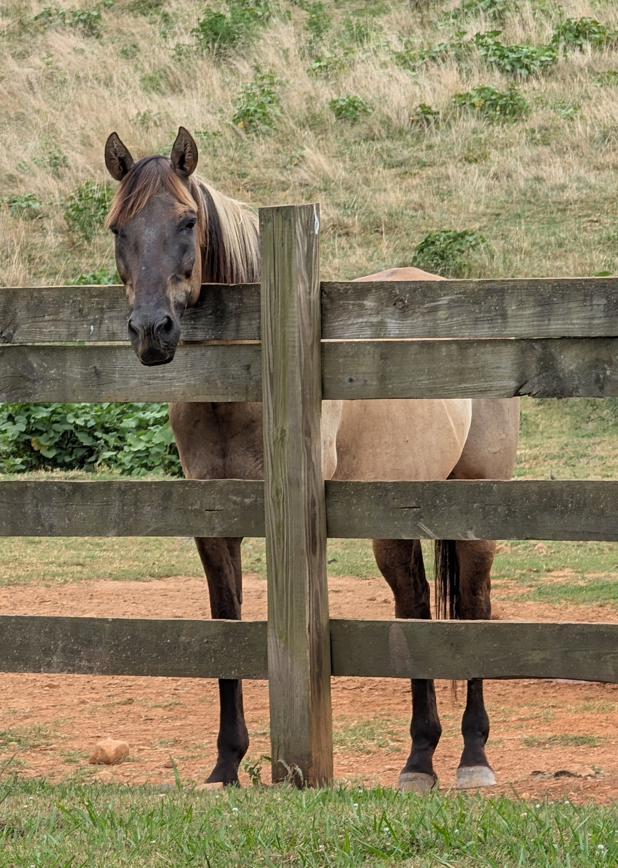 Marsh Tacky, SC State Heritage Horse Retirement Center